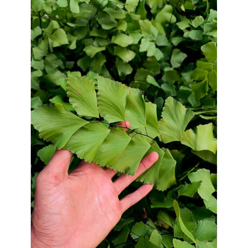 Tanaman Hias Suplir Gajah - Suplir Daun Besar - Tanaman Gantung - Pohon Suplir Gajah