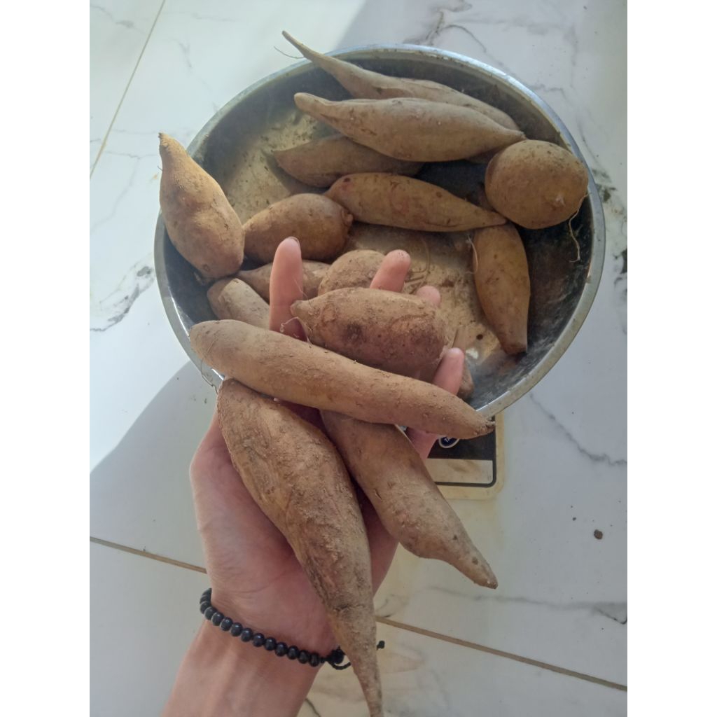 

baby ubi yacon murah satu kg isi 20-22