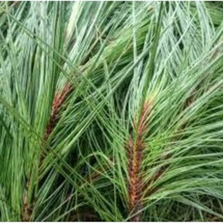 

Daun Pinus Segar 1Kg, DAUN PINUS SEGAR BANYAK MANFAAT, Daun Pinus Obat Herbal