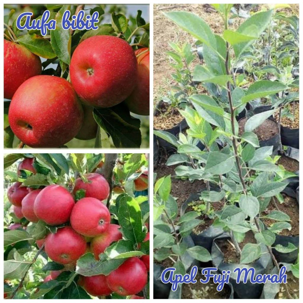 

Apel Fuji Merah - Bibit Unggul Siap Tanam!