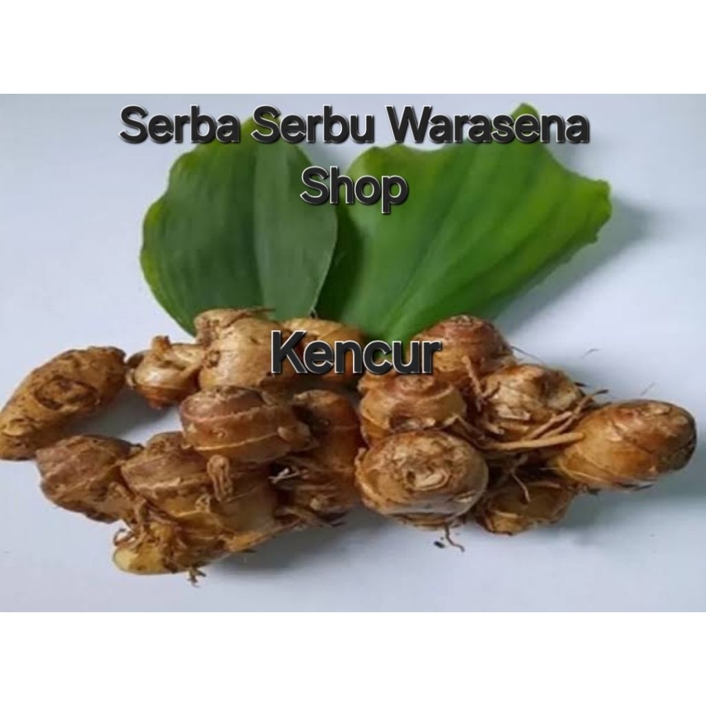 

kencur fresh panen langsung 100 gram