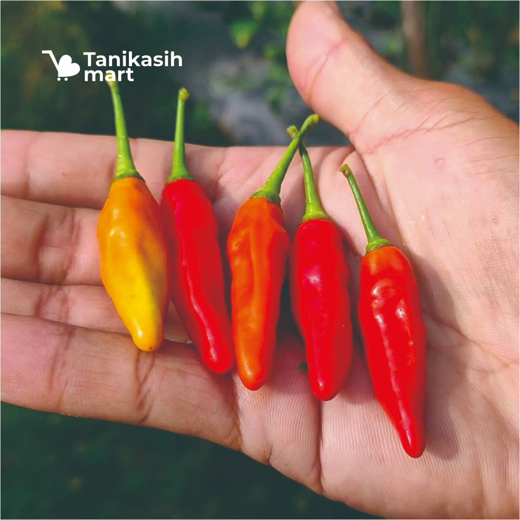 

cengek, cabe rawit, rawit ori