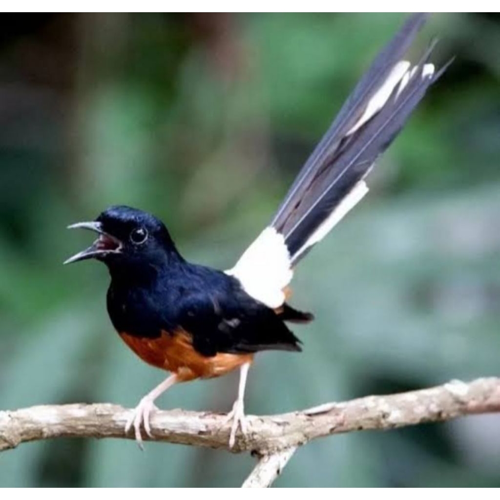 murai batu ekor 17/18sepasang