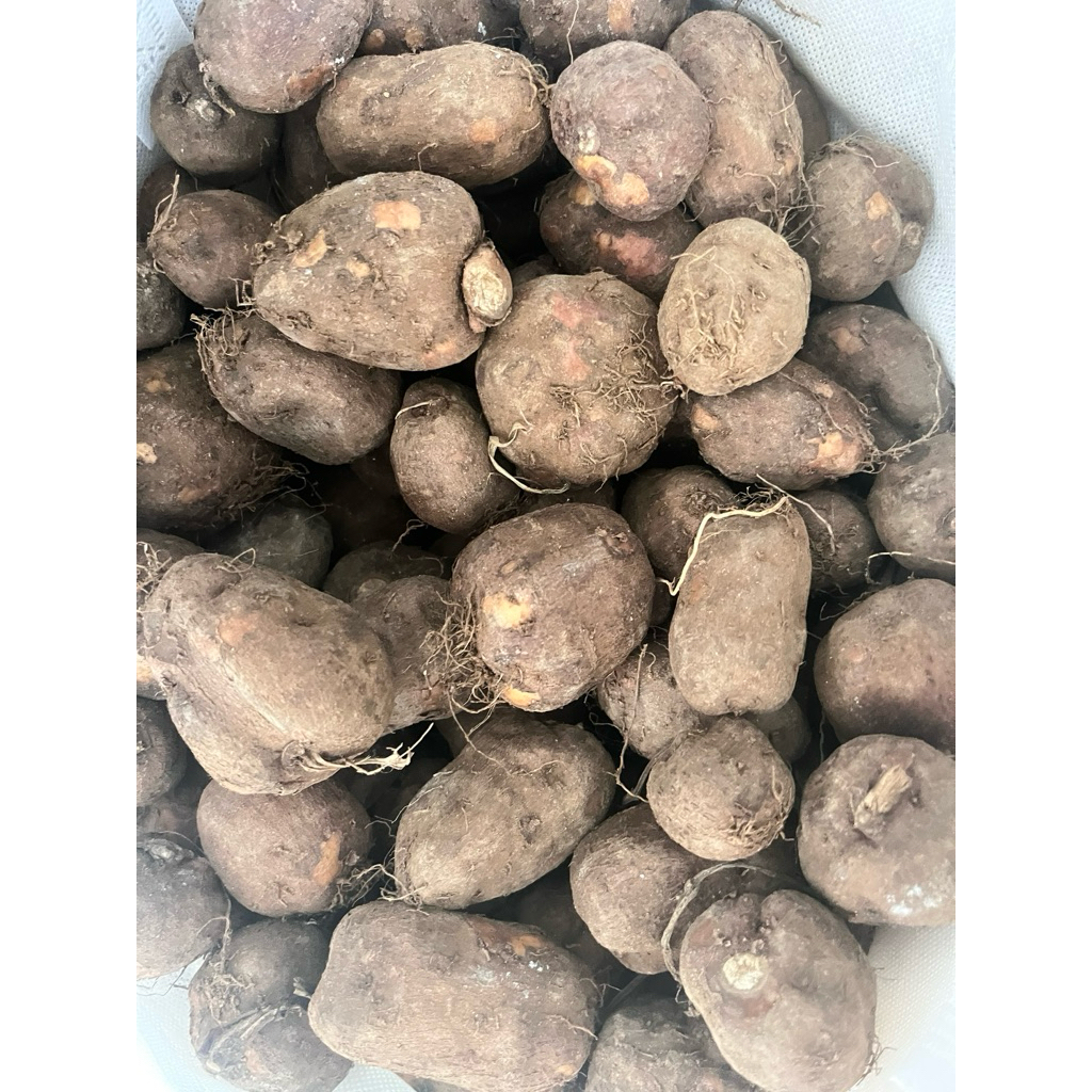 

kentang klici kentang hitam kumbili 1kg - kentang hitam ukuran super besar