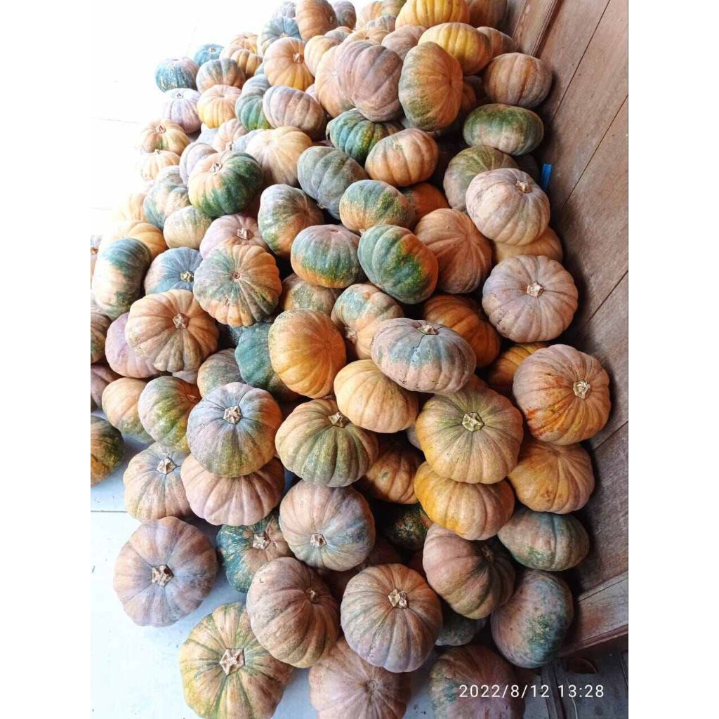 

labu kuning / waluh 1buah -+ 2-3kg