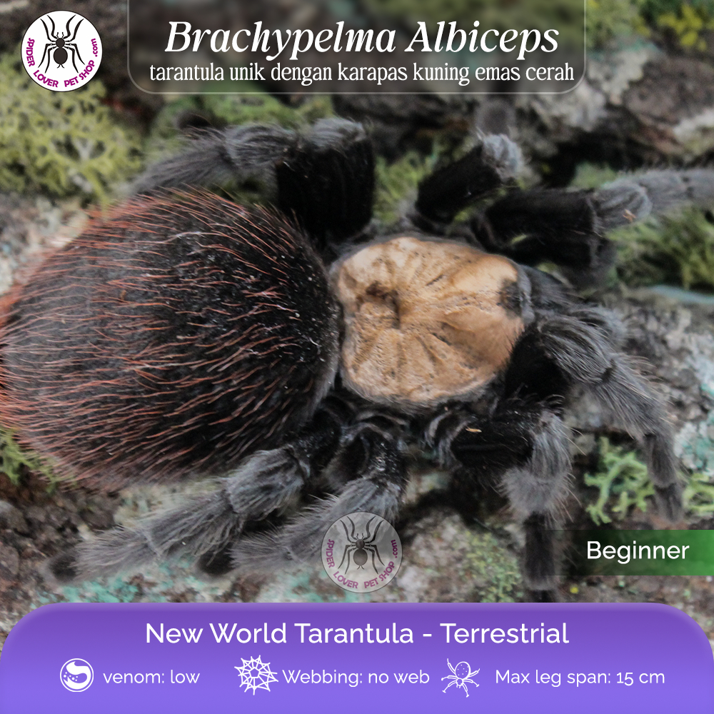Tarantula Brachypelma Albiceps - Male