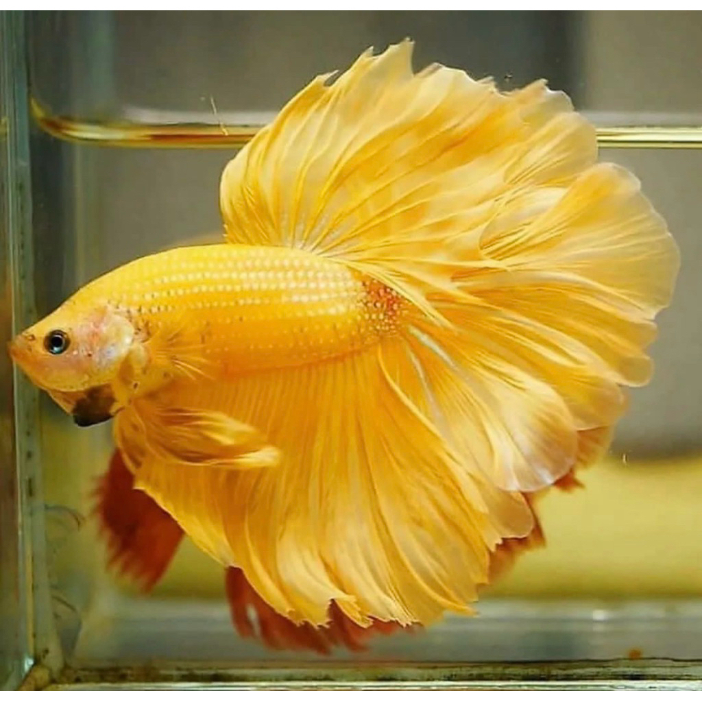 Cupang Halfmoon Yellow Ekor Lebar