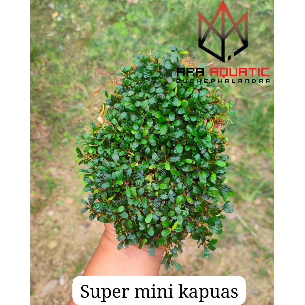 bucephalandra super mini kapuas