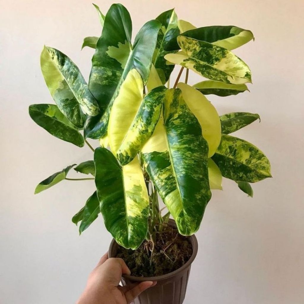 Tanaman hias philodendron burle marx varigata/philodendron varigata burlemarx