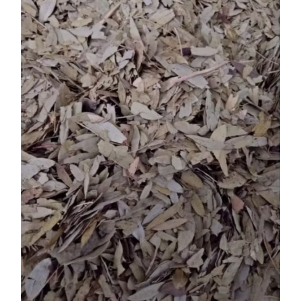 

Daun Jati Cina 100gr Murni - Teh Pelangsing Herbal teh daun jati cina / teh daun jati cina hikmah herbal 100gr/ teh diet / teh pelangsing 100gr