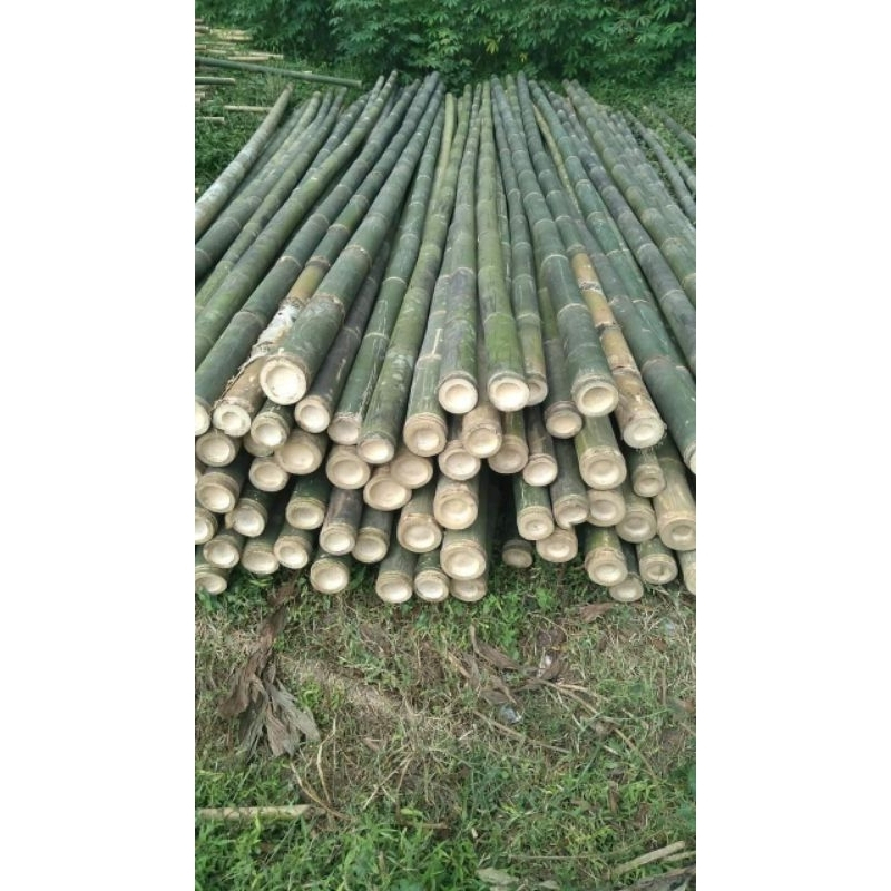bambu steger diameter 6/7/8 x panjang 6 meter ( min order 100 batang )