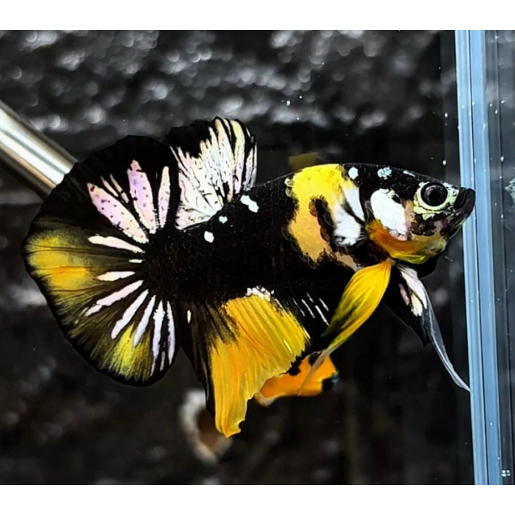 Cupang Yellow koi Cooper Bumblebee