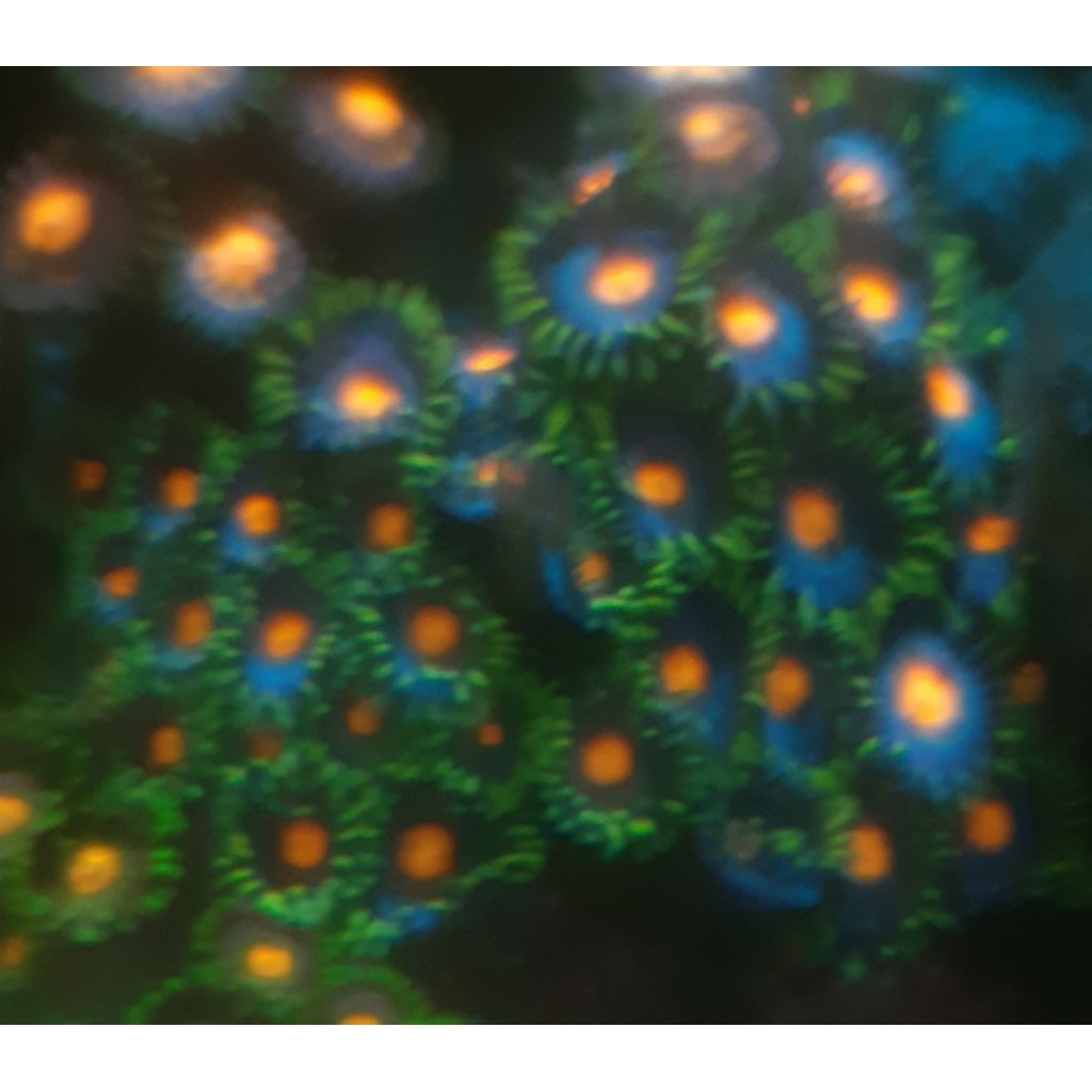 POLIP PASIR WARNA HIASAN AKUARIUM AIR LAUT