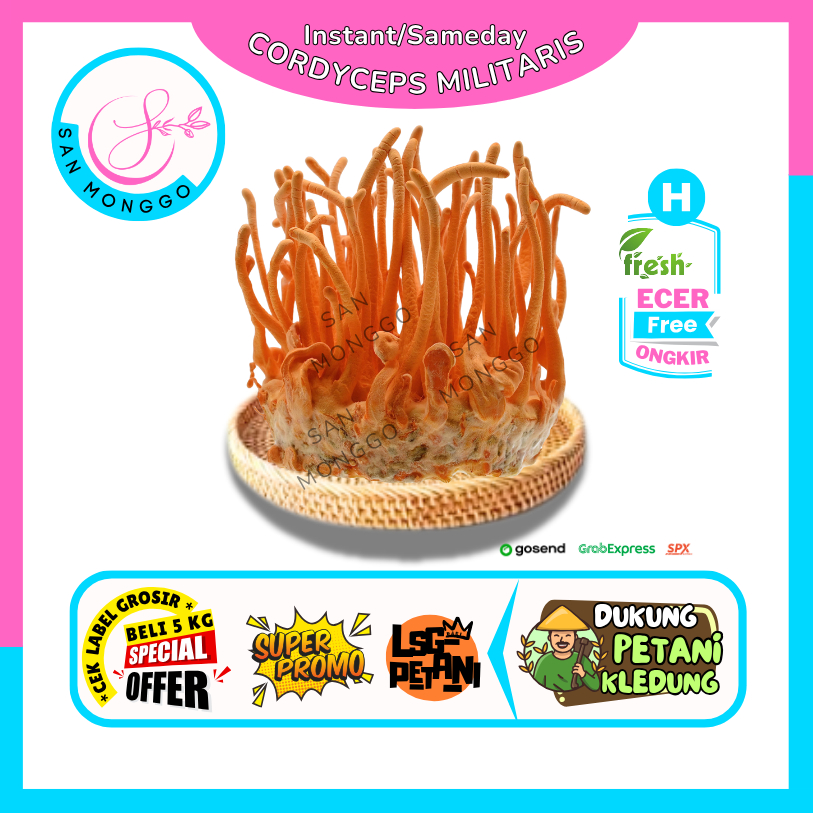 

Sanmonggoo >> Jamur Cordyceps Militaris -- Hasil Bumi Sindoro Sumbiing Ecer (H)