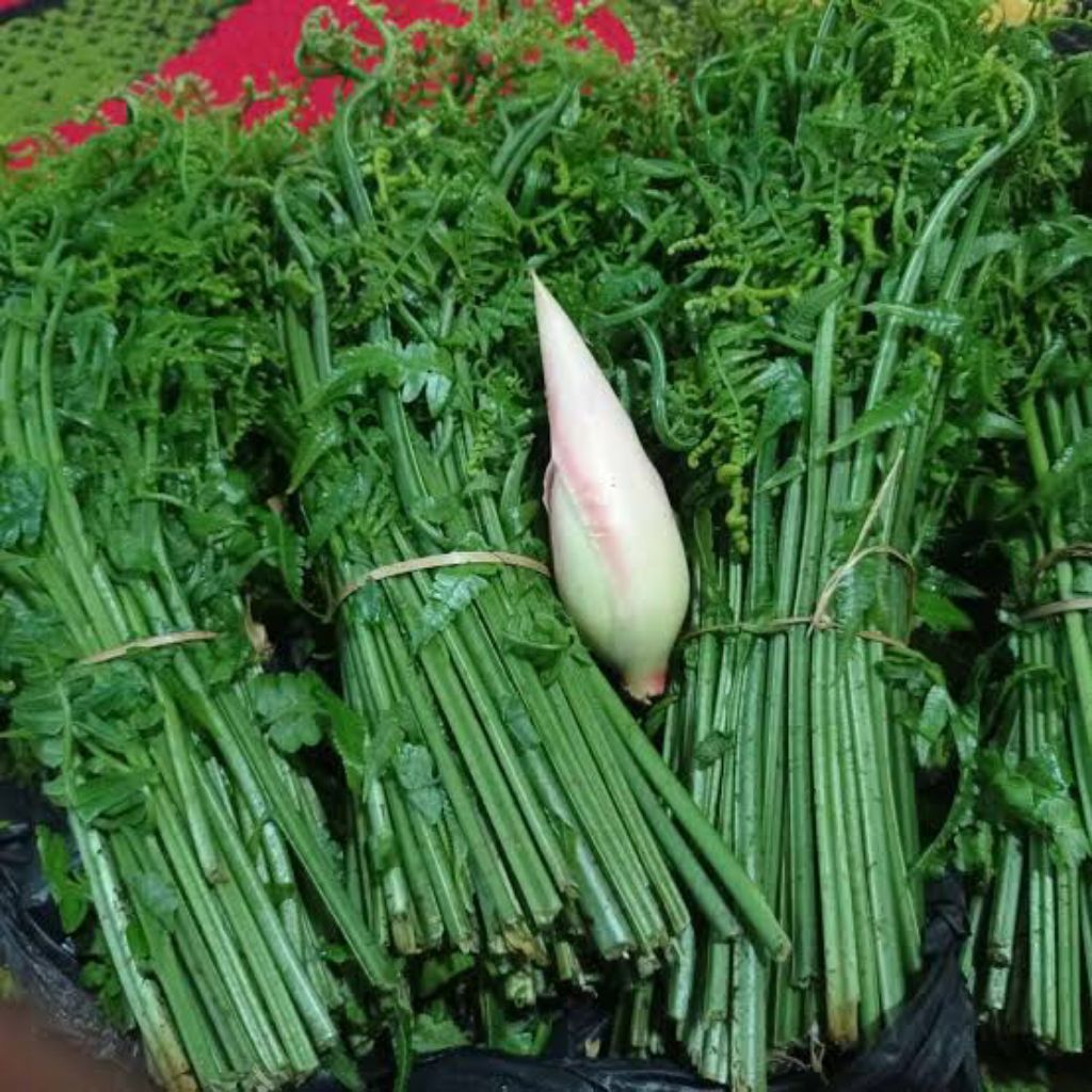 

pakis segar fres 1 ikat 250 gram