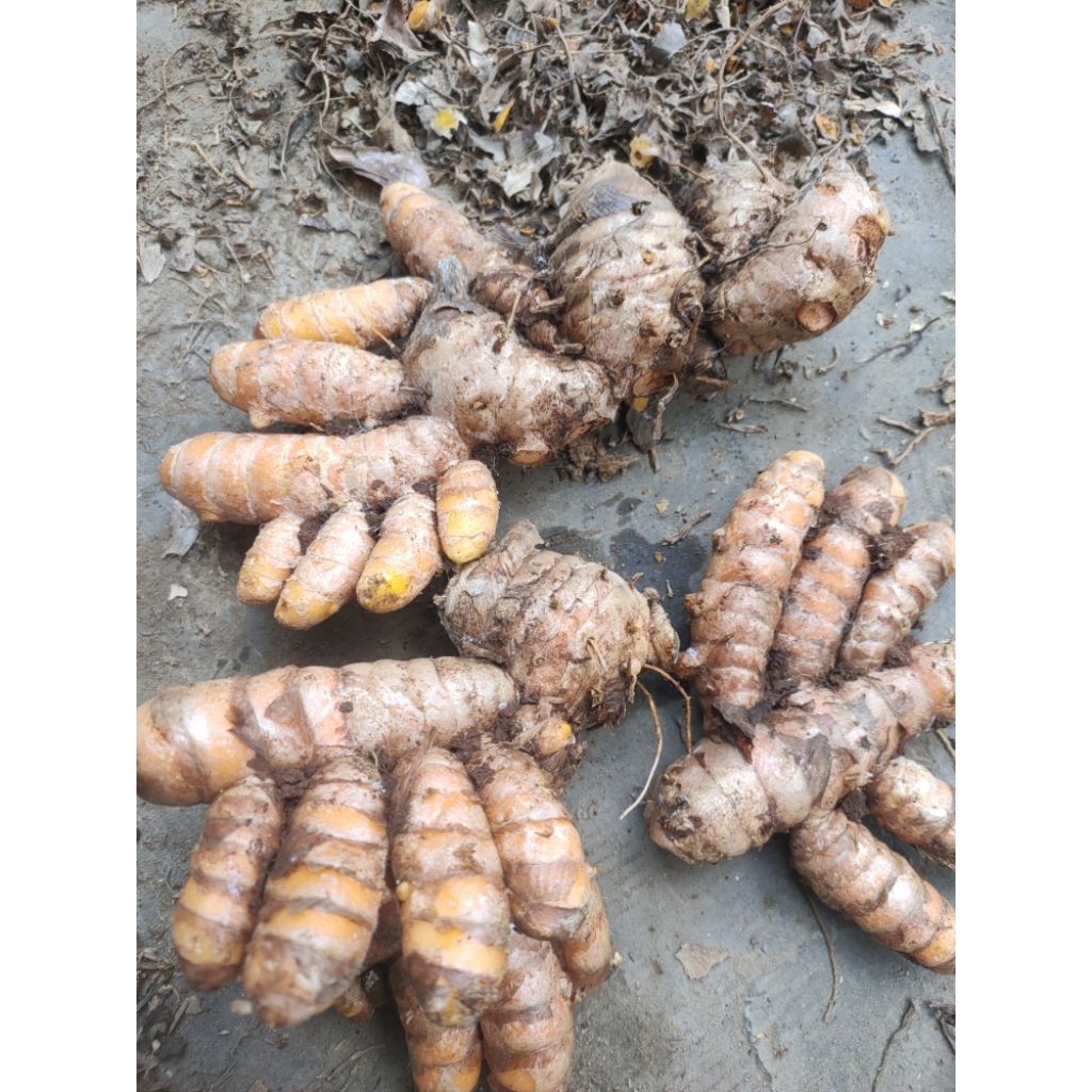 

Kunyit Segar Super 1 kg Murah Alami Tua