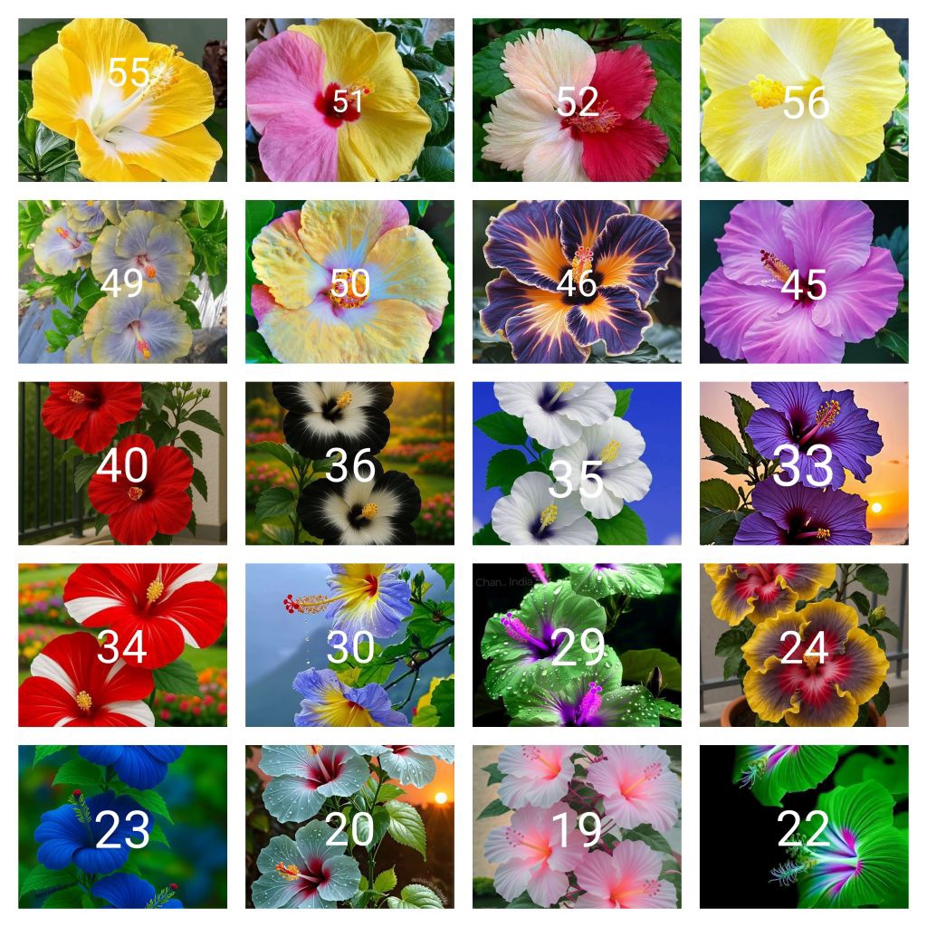 Tanaman hias paket 20 kembang sepatu jenis2x bunga