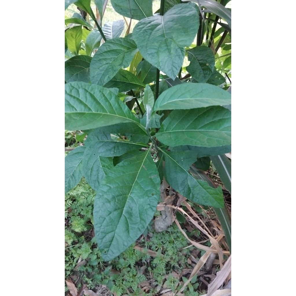 

Daun afrika/ daun sambungnyawa 250 gram