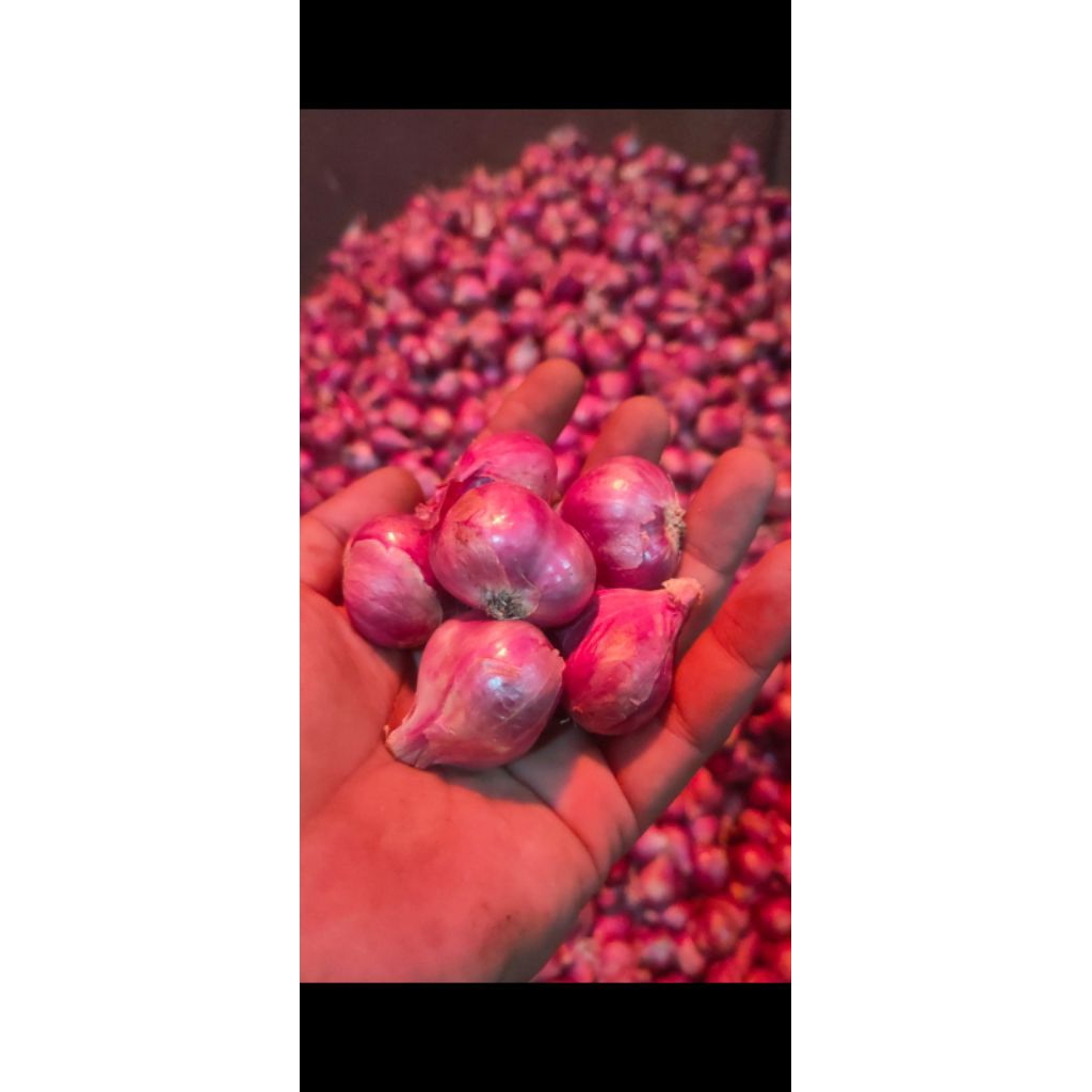 

bawang merah brebes//perkilo gram//1000g//1kg