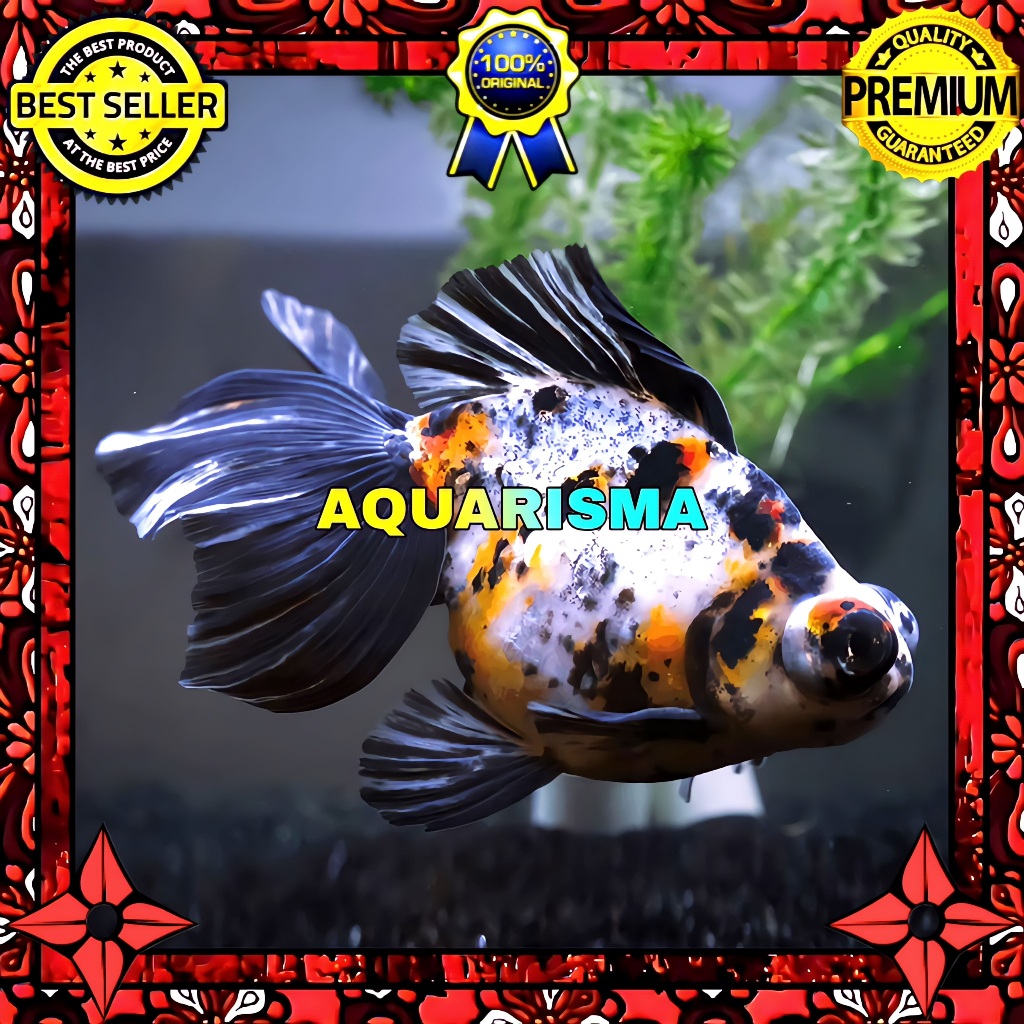 KEBUTUHAN AKUARIUM - KOKI DEMEKIN CALICO TELESCOPE EYES IMPORT 13-14 CM