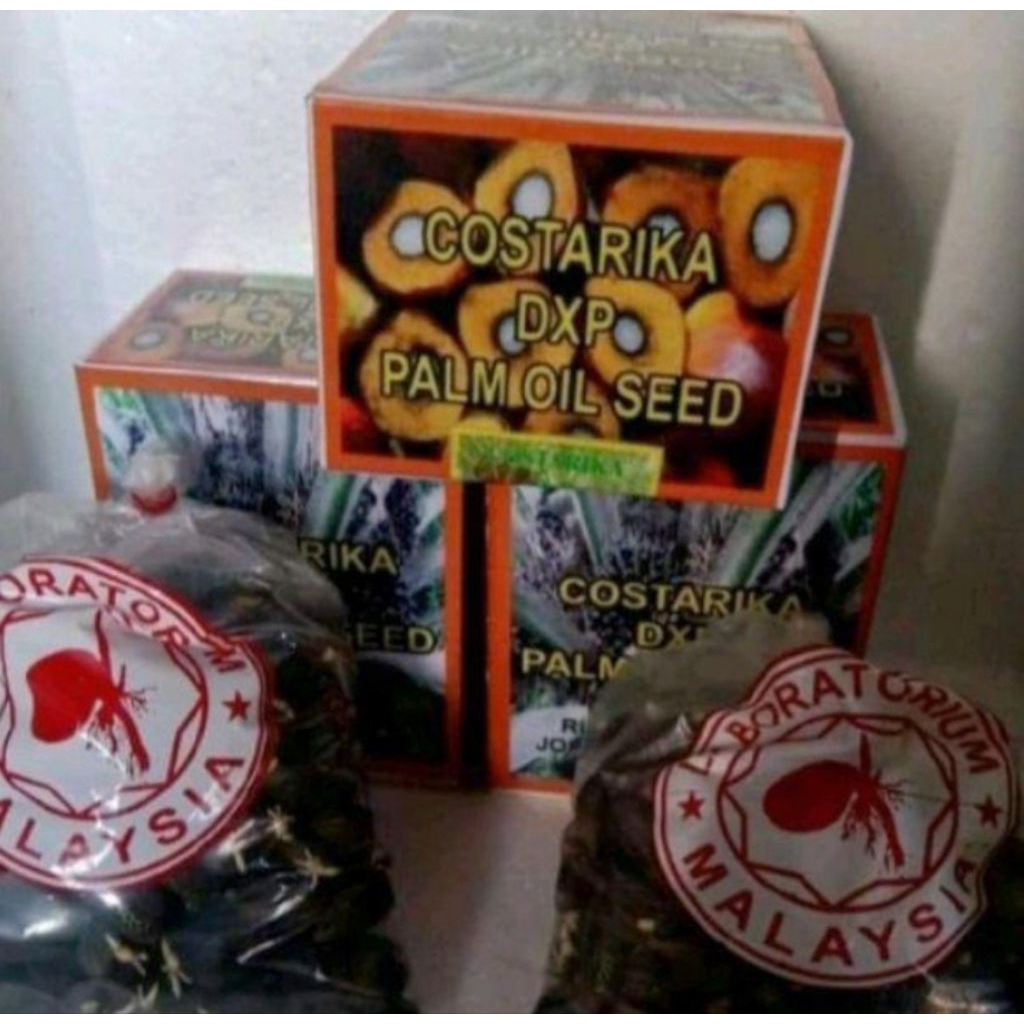 Bibit Sawit Costarika berkualitas unggul