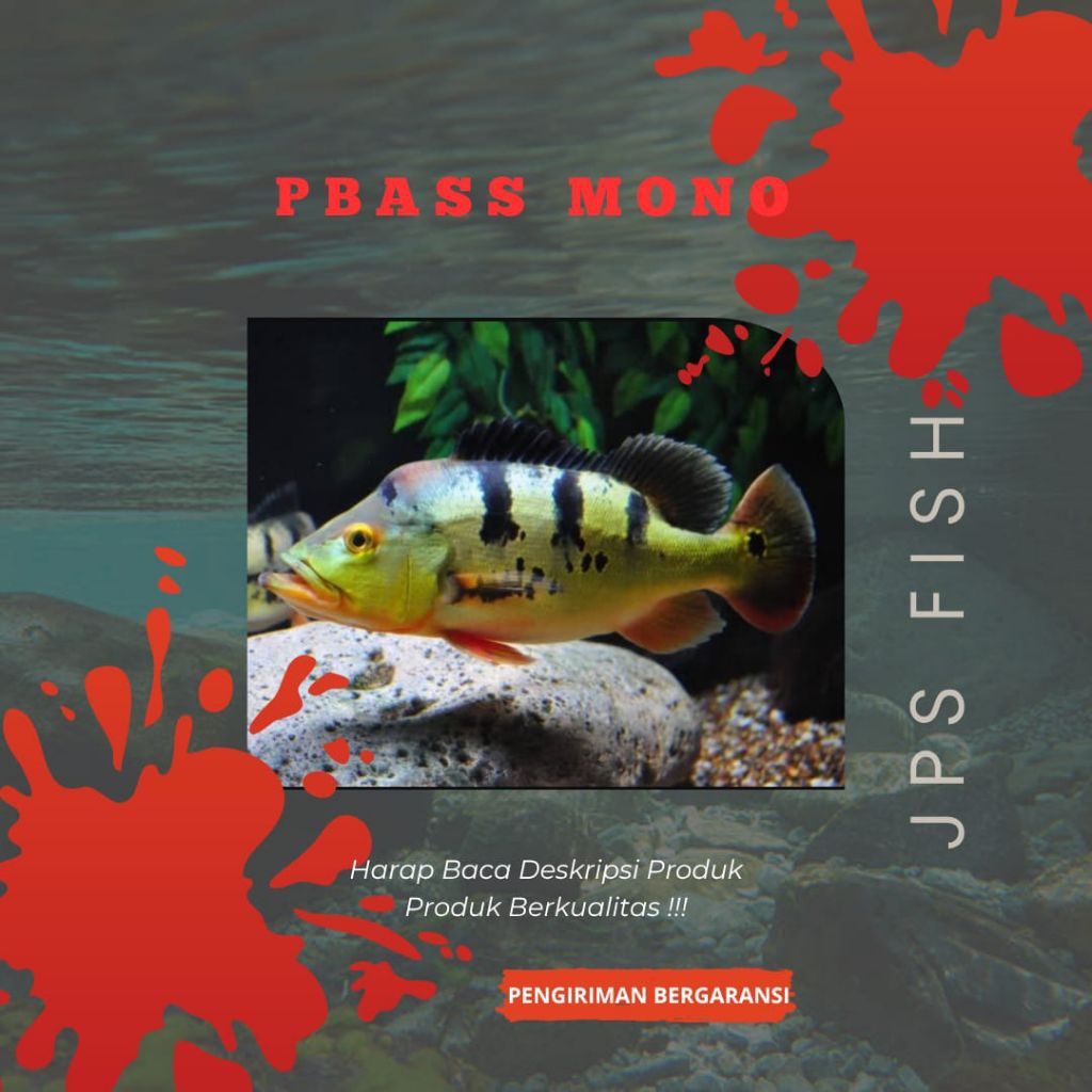 (Seafood) Baby Pbass Mono Hiasan Aquarium