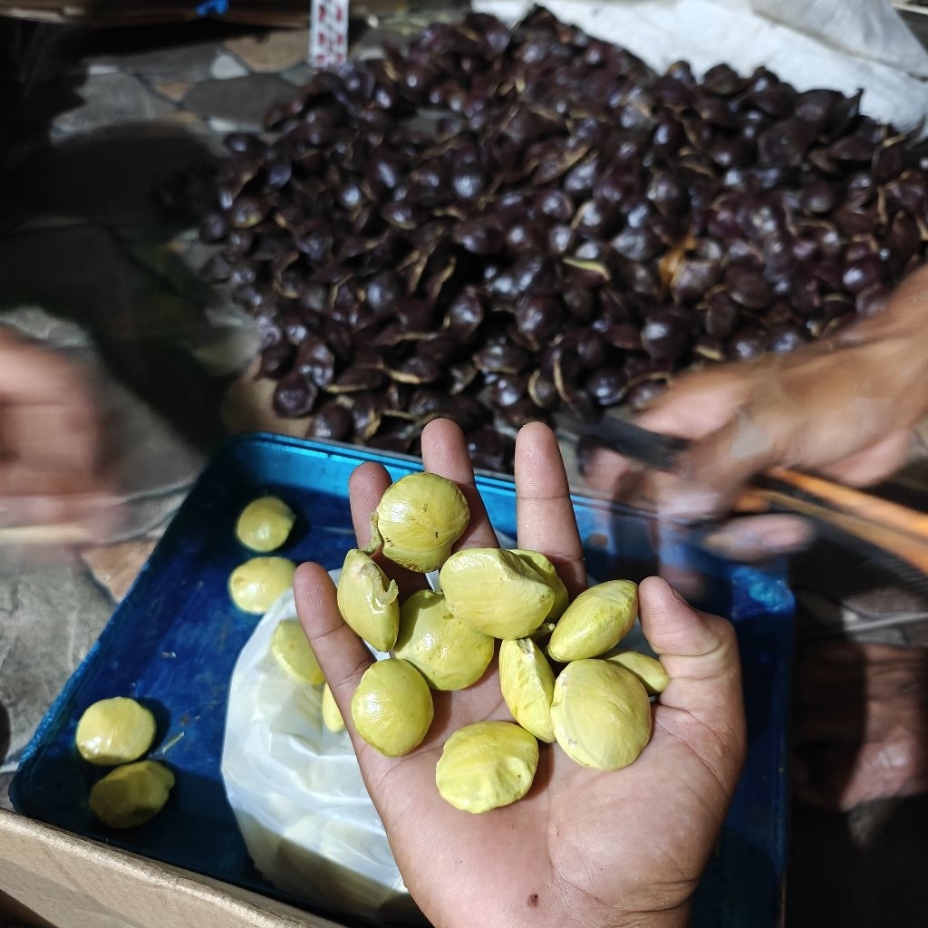 

Jengkol MUDA Penambah Nafsu Makan