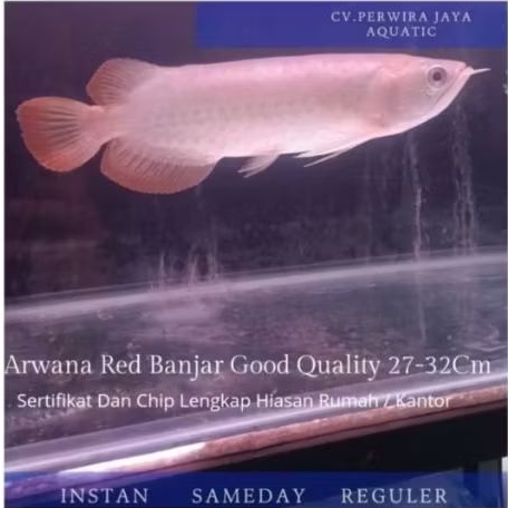 Arwana Red Banjar Size 30Cm Good Quality Hiasan Aquarium