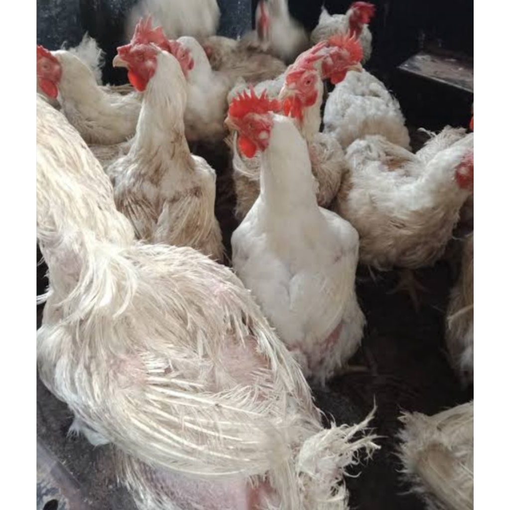 

ayam petelur buat soto besar berat -+3kg