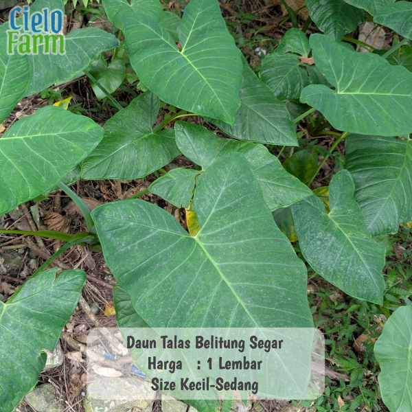 

Daun talas Bogor/ fresh murah / bungkus buntil / masakan buntil segar lebar 1 lembar untuk pakan ikan Cielo Farm