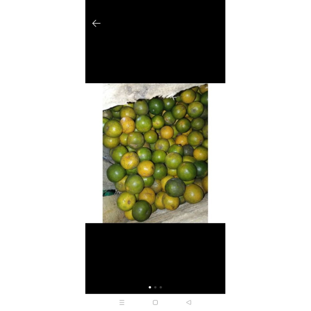 

jeruk peras jus oranye promo panen 500gr