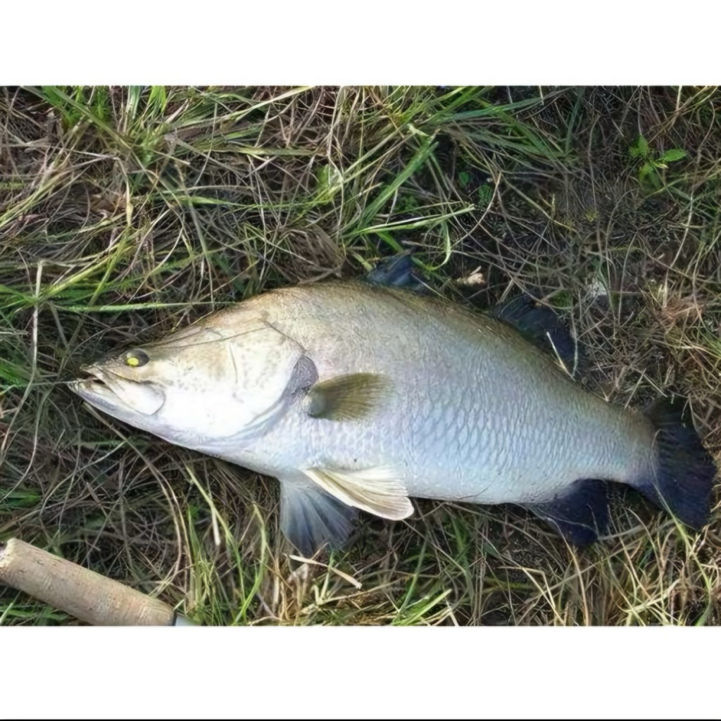 

ikan kakap putih, baramundi, cukil segarr