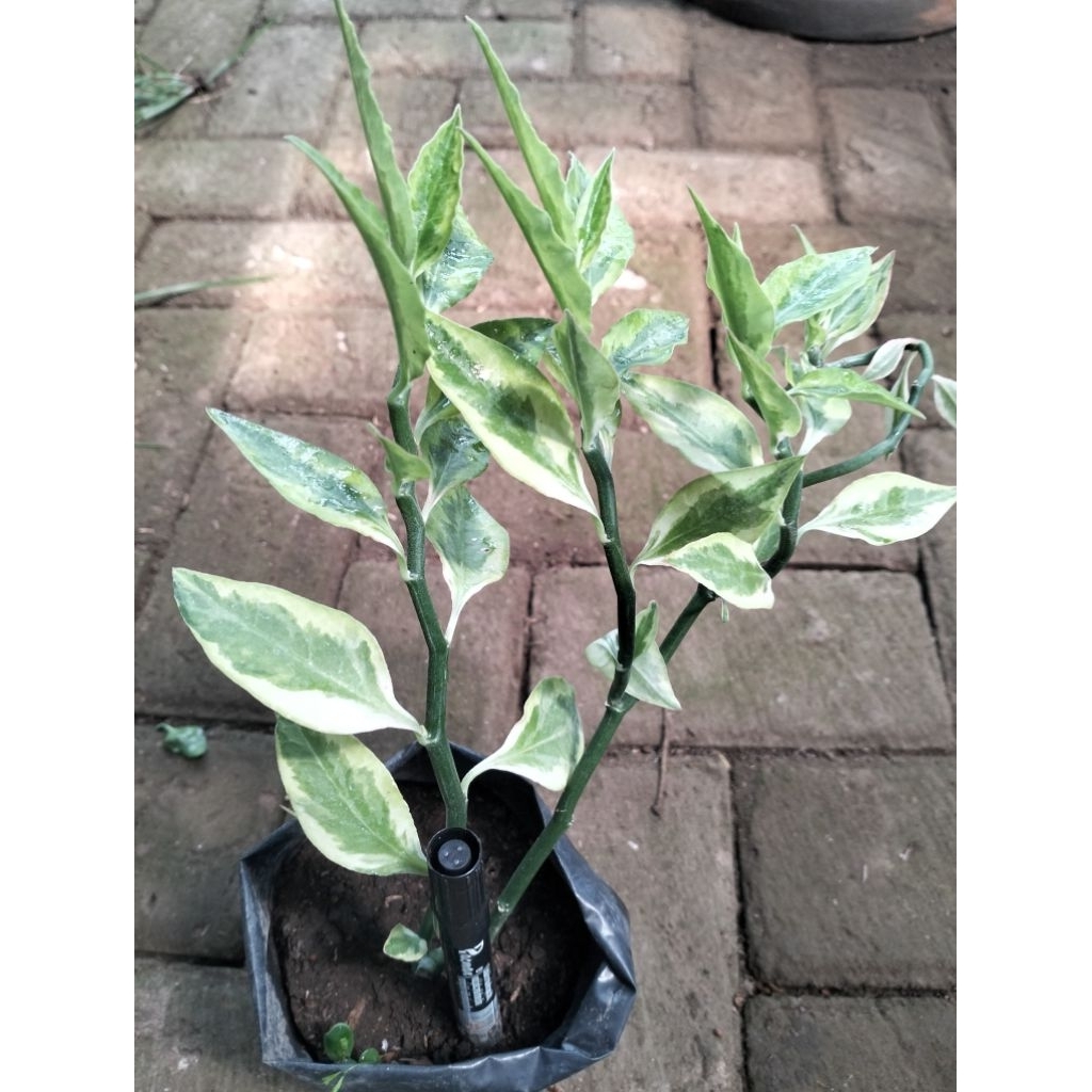 Bunga Cucakrowo Varigata Anakan
