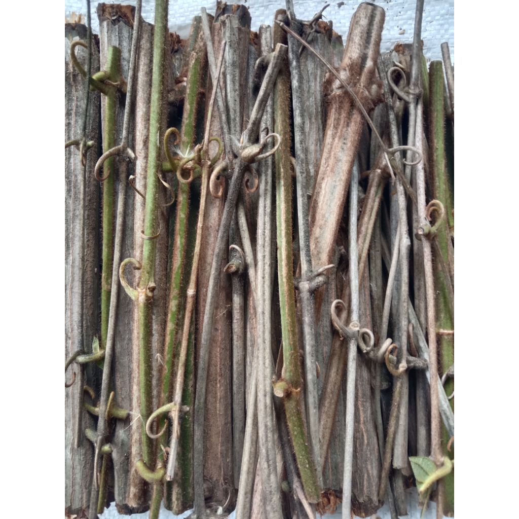 

akar kalaet herbal tradisional berbagai macam penyakit