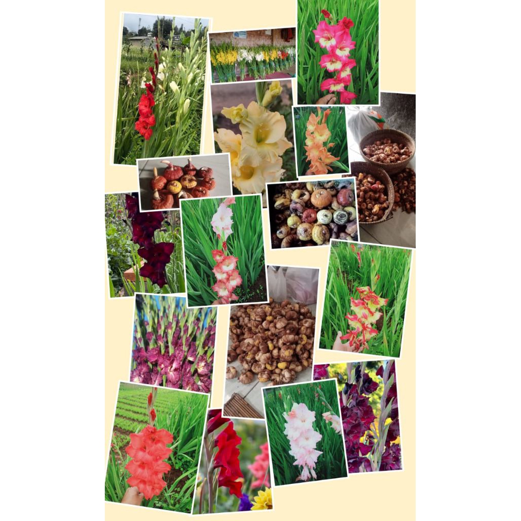 Umbi bunga Gladiol