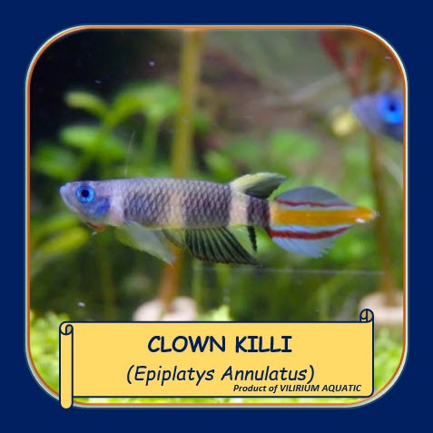 IKAN HIAS AIR TAWAR - ROCKET KILLIFISH / CLOWN KILLIFISH / BANDED PANCHAX