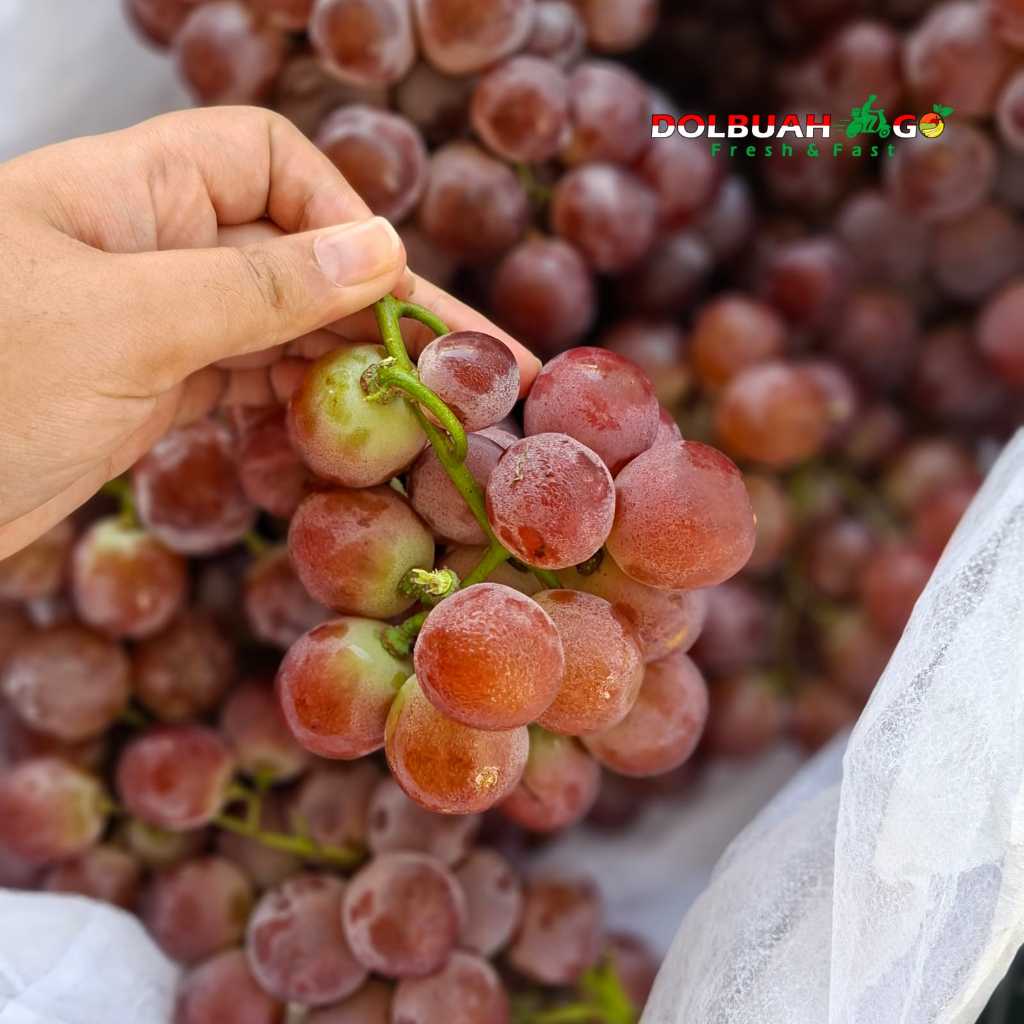 

Anggur Merah Red Globe Seeded / Berbiji Manis Fresh Murah Berkualitas - Dolbuah