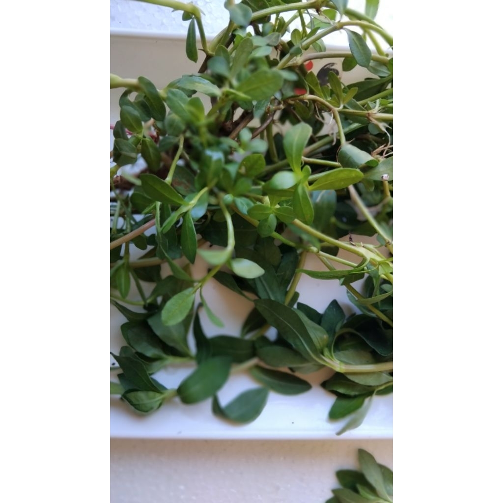 

Daun krema alami segar petik langsung 250 gram