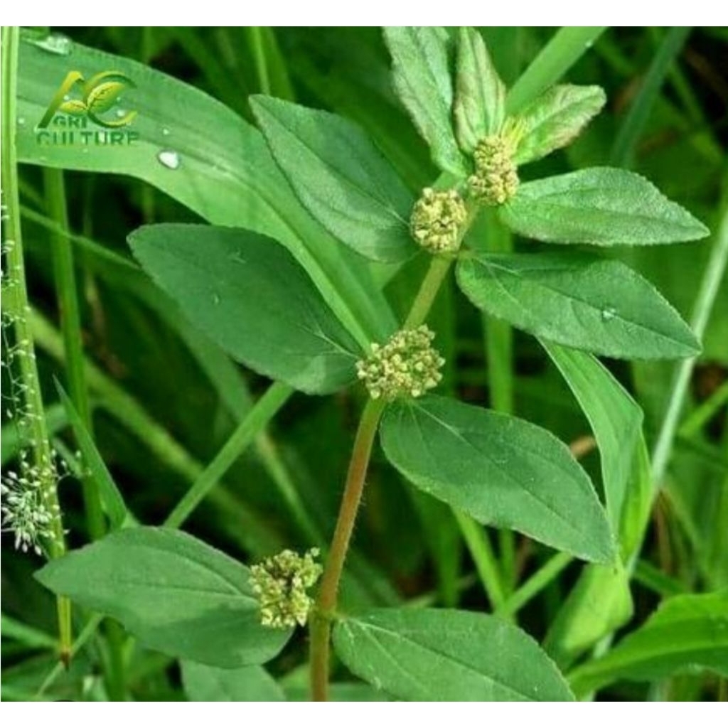 

Daun patikan kebo segar petik langsung 200 gram