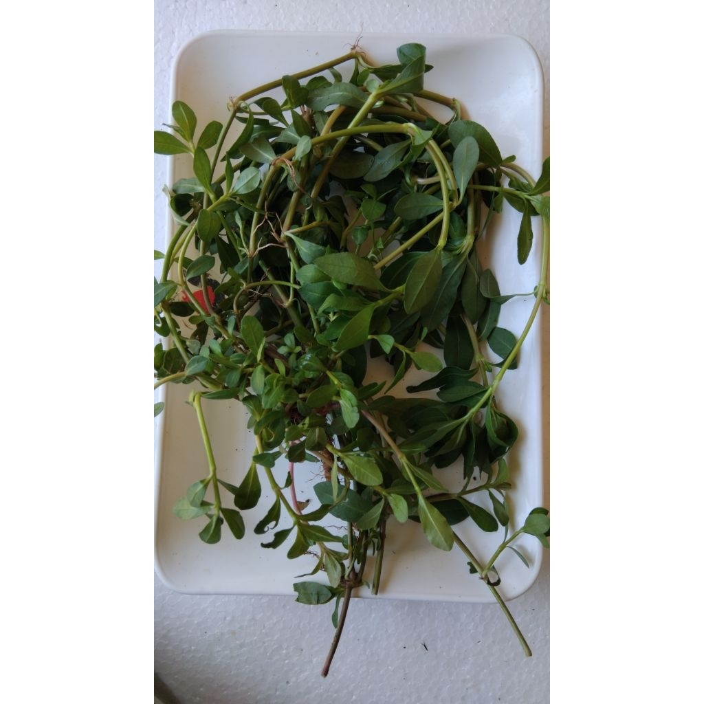 

Daun krema segar petik langsung alami berkualitas 500 gram