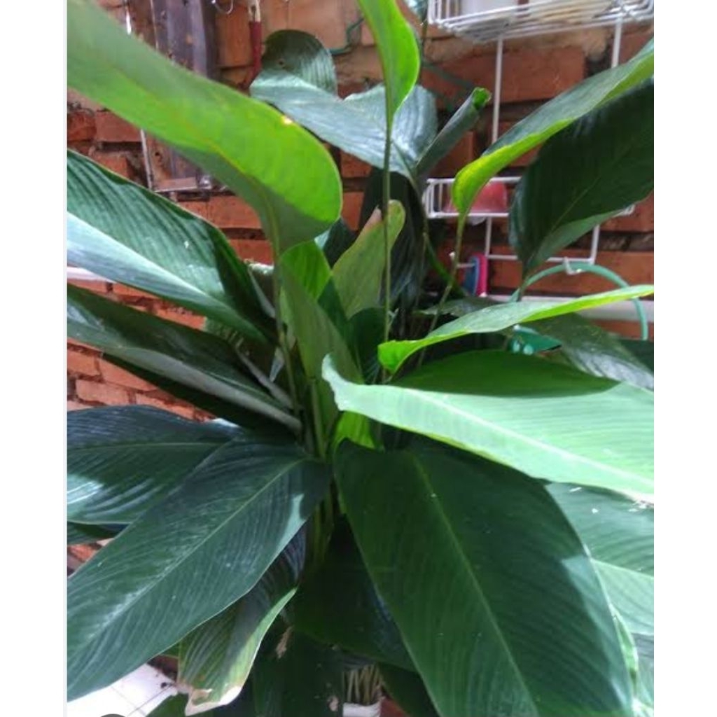 

Daun lirik segar asli dari hutan per 20 lembar