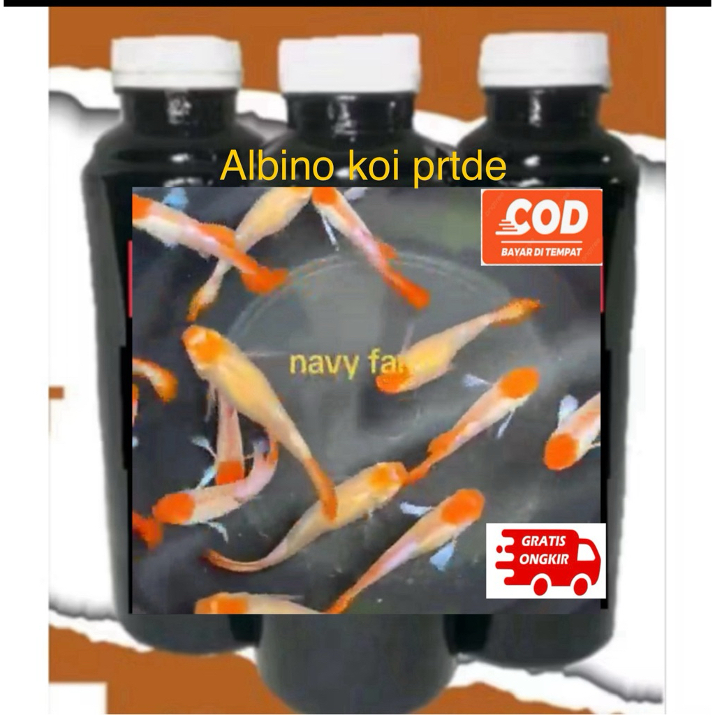 Ekstra ketapang Guppy albino koi prtde sepasang