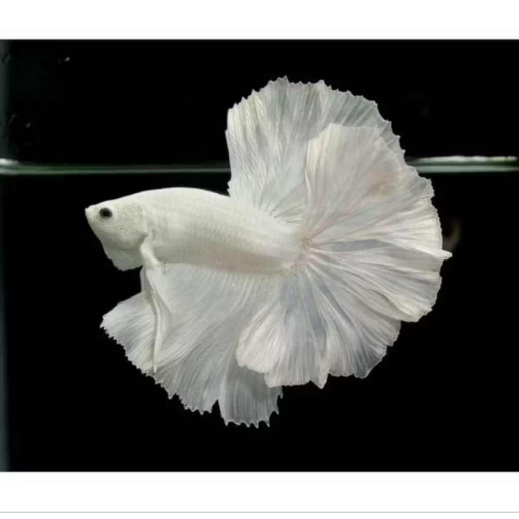 Cupang Halfmoon White Platinum isi 2