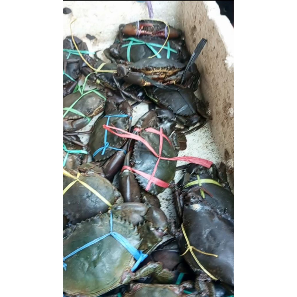 

kepiting jantan 1kg isi 2-3 ekor