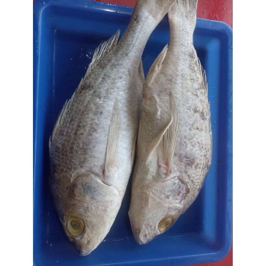 

ikan kakap putih gerik/gerot