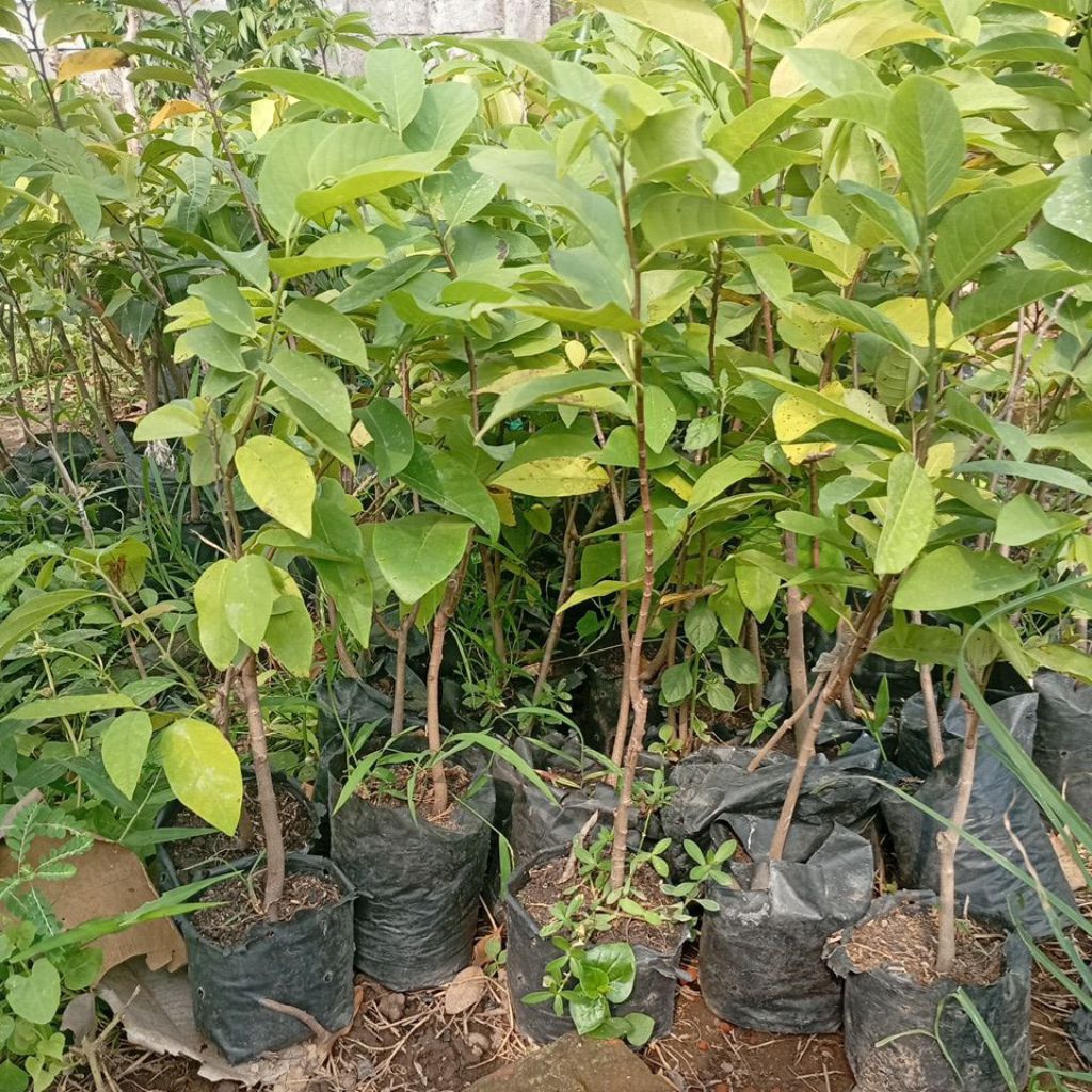 

Srikaya Jumbo Buah Manis Kaya Manfaat OKULASI 40 cm Cepat Berbuah
