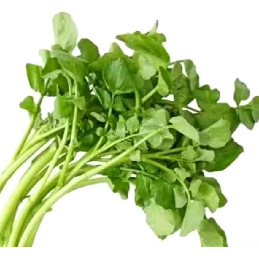 

Selada air segar murah