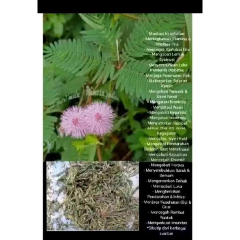 

DAUN PUTRIMALU KERING