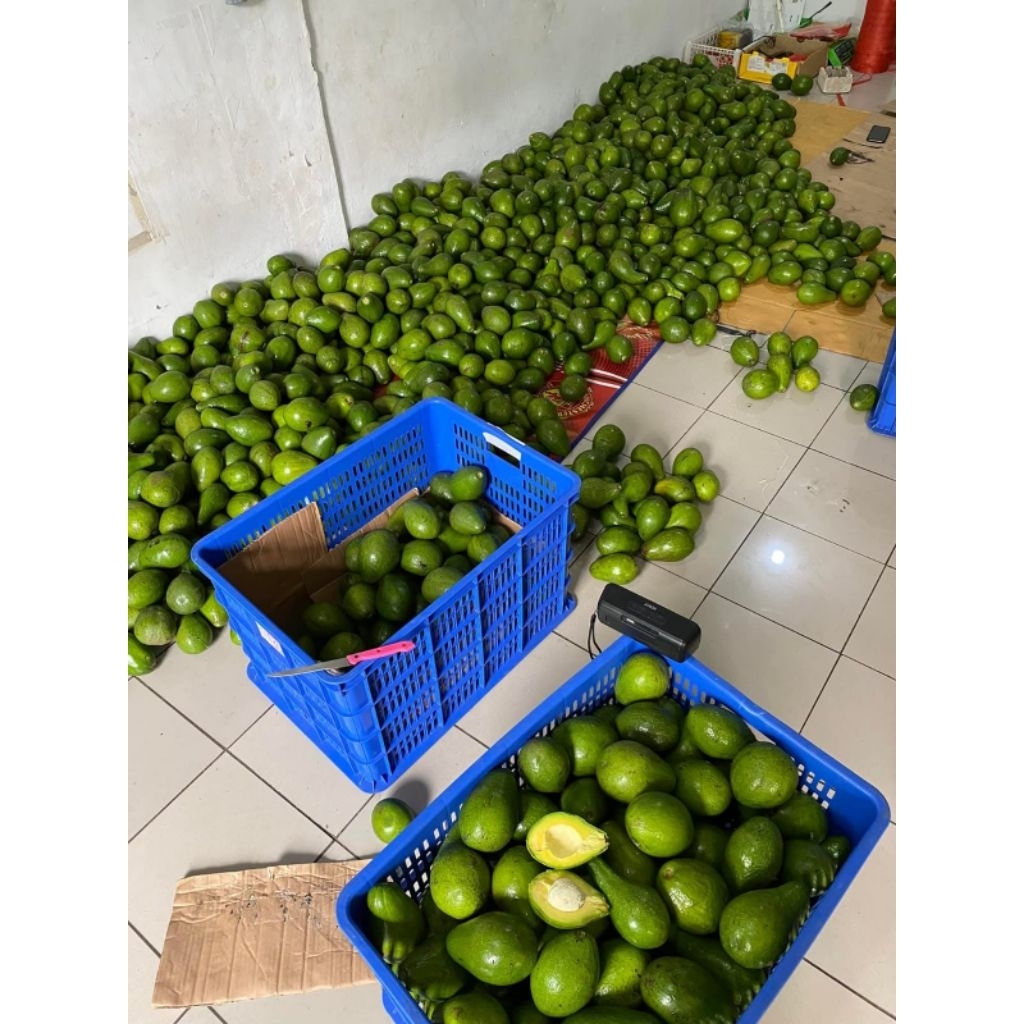 

alpukat mentega alpukat lokal