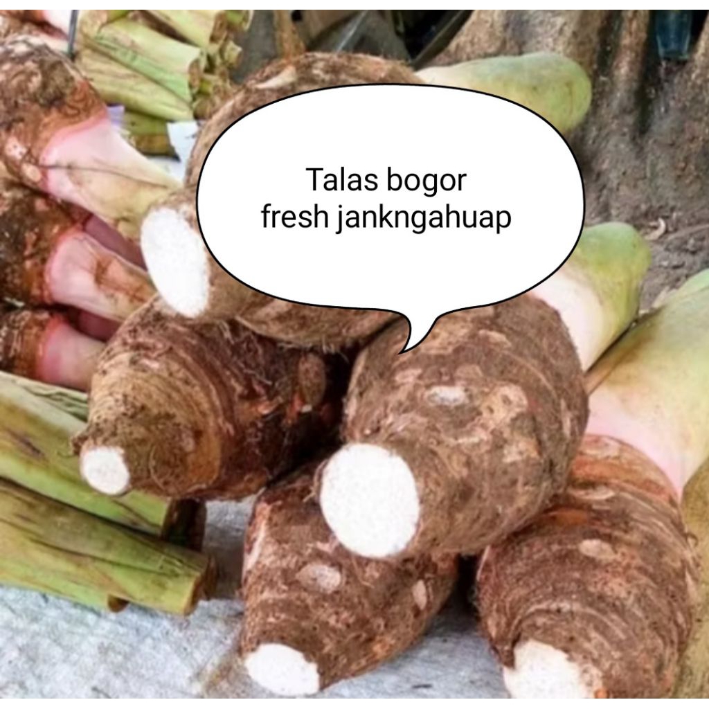 

Talas bogor puleun|gurih empuk 1kg fresh